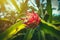 Dragonfruit growing on a plantation farm in Ubud, Bali, Indonesia. The falling rays of the sun illuminate fresh pink dragon fruit