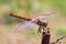 Dragongly sit on a branch in summer day