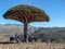 Dragons blood tree on Socotra Island - Yemen