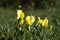 Dragons teeth flowers close up