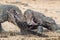 The dragons tore prey. The Komodo dragon, Scientific name: Varanus komodoensis, is the biggest living lizard in the world. Natural