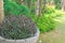 Dragonâ€™s Breath,Dragonâ€™s Tongue,Narrow Leaf Hemigraphisgarden in a pot on grass