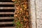 Drain grate with autumn leaves and curb