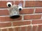 Drain pipe googly googlie eyes brick & mortar background