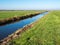 Drainage ditch and rural farmland in polder Eempolder, Netherlands