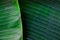 Drak green banana leaf texture, tropical leave plant nature  background