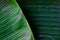 drak green tropical banana leaf texture, tropical foliage nature  background