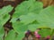 drake blowfly green leaf Insect closeup click red and black insect