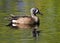 Drake Blue-winged Teal