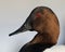 Drake Canvasback