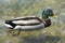 Drake, colorful male duck swimming in clear water