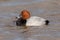 Drake Common Pochard - Aythya ferina at rest on water.