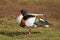 Drake Common Shelduck - Tadorna tadorna