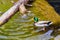 The drake and duck mallard on the water in the spring pond extract food at the bottom