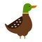 Drake duck vector illustration