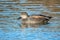 Drake Gadwall - Anas strepera, at rest on water.