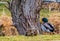 A drake and hen mallard taking it easy on the grass next to a creek in front of a tree