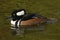 A drake Hooded Merganser, Lophodytes cucullatus, swimming on a pond at Slimbridge wetland wildlife reserve.