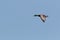 A drake / male Mallad duck, Anas platyrhynchos, in flight.