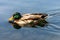 Drake - Male of mallard duck in the lake