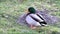 Drake mallard duck alone in the nature, closeup