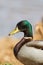 Drake Mallard duck close up