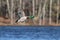 Drake Mallard Duck Flying over a Blue Lake