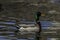 Drake Mallard Duck with sky reflections