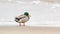 Drake mallard duck standing on coastline of Baltic Sea