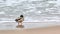 Drake mallard duck standing on coastline of Baltic Sea