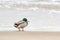 Drake mallard duck standing on coastline of Baltic Sea