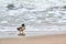 Drake mallard duck standing on coastline of Baltic Sea