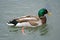 Drake Mallard Duck Swimming at the Local City Park