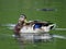 Drake Mallard Duck Waterfowl