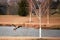 Drake mallard in flight landing on a pond