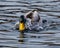 Drake Mallard submerging his head under water.