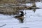 Drake Merganser Duck