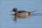 Drake Northern Pintail - Anas acuta.