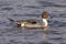 Drake Northern Pintail - Anas acuta resting on water.