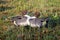 Drake Northern Pintails - Anas acuta squaring up for a fight.