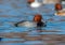 Drake Redhead Duck