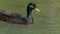 A drake with shimmering green feather swims in a lake in slo-mo