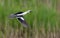 Drake smew fast flying over green grass background in spring