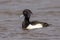 Drake Tufted Duck - Aythya fuligula at rest on water.