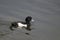 Drake Tufted Duck floats on water