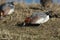 A drake Wigeon, Anas penelope, feeding on the bank at edge of a lake.