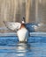 Drake Wood Duck Stretching