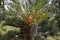 Drakensberg Cycad with Fruit