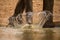 A dramatic action close up of an elephant splashing and spraying water