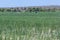 Dramatic agriculture landscape of an onion field with Haitian farm workers close to the coast in dominican republic.